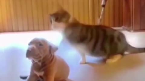 TRY NOT TO LAUGH FUNNY ANIMALS!!! #animals #funny #comedy