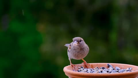 Rain fall and Bird eating grains