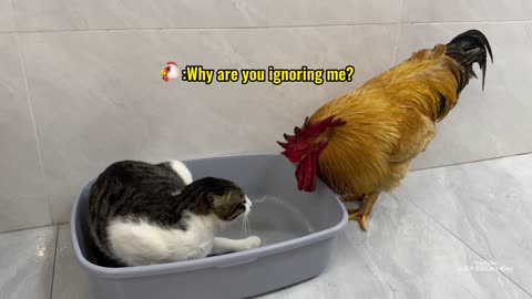 The sinister cat made the rooster very angry💢