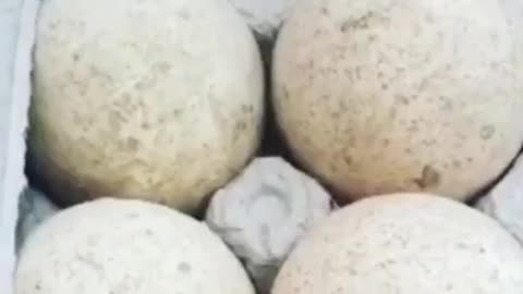 turkey eggs