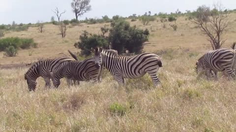 Zebra herd Kruger National Park, South Africa. Aug 20th , 2022