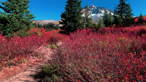 BITE-SIZED WILDS | A Brilliant Cornucopia of Fall Color @ Mount Hood | Timberline Loop | Oregon | 4K