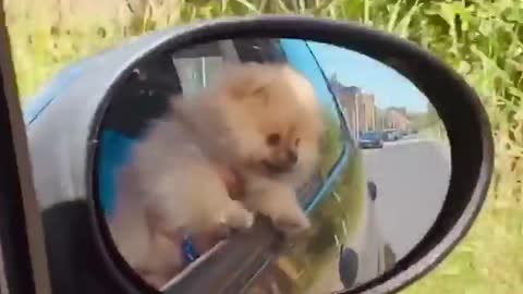 Funny puppy video