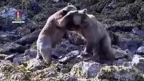 Bear Fight