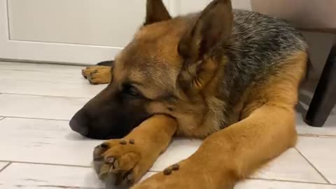 How to wake up a German Shepherd