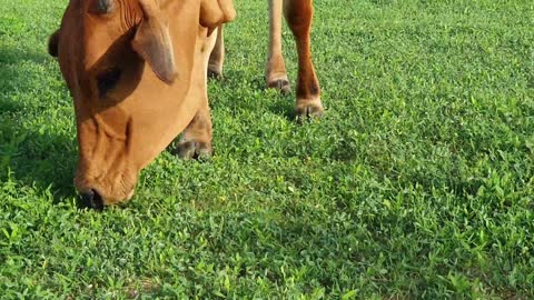 Amazing Nature Cow in farms eating grass