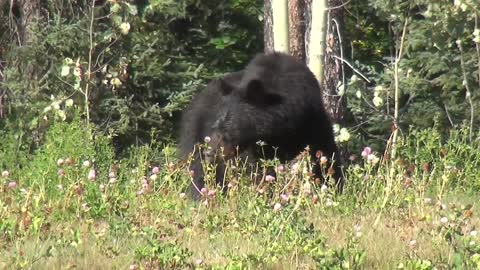 Black baby bear playing with his mom