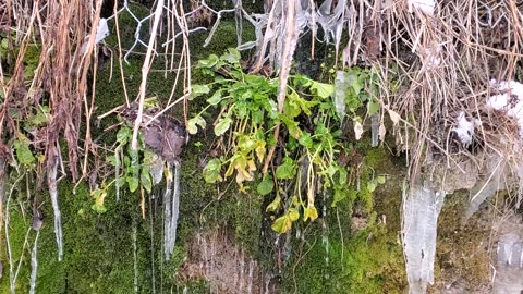 Frozen Icicle Water From Natural Rock Wall With Moss