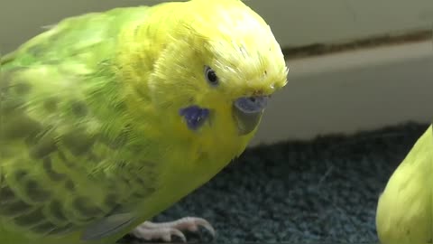 Two Beautiful Budgies