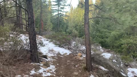 Exploring the Forest Trail that Parallels Whychus Creek – Central Oregon