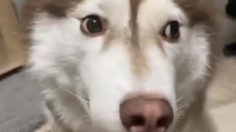 Cute Husky dog funny video 🤣😍😭❤️😀😘😂