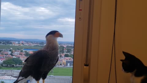 Falcons Eye Felines Through the Window