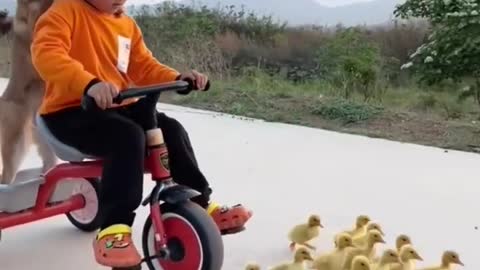 BABY BOY WITH PUPPY CHASING DUCKS ON CYCLE