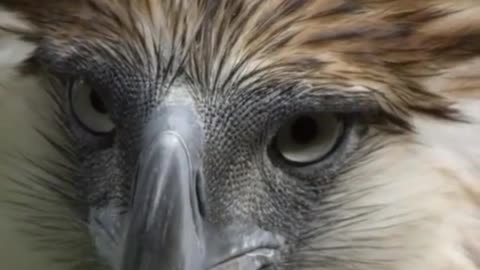 Eagle | Philippine Eagle 🇵🇭 | Endangered