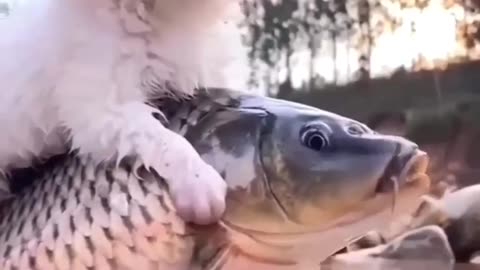 Dog and fish friendship