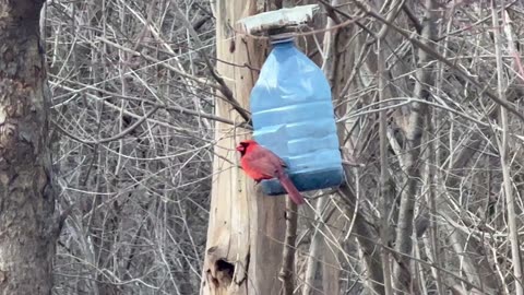 Male Cardinal at the feeder spot 😍😍😍😍