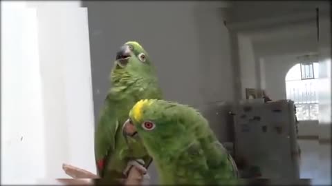 Funny_Parrots_singing_and_Dancing