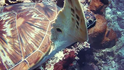 Underwater turtle eating fish