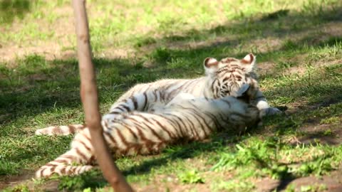 tiger cubs