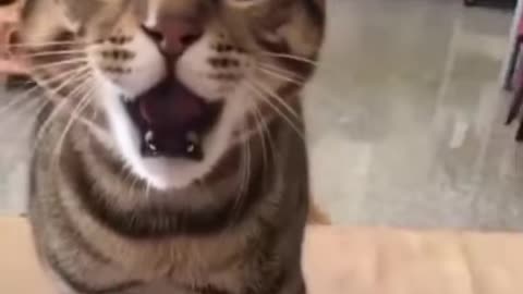 Funny cat video 😂😂