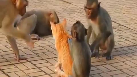 Animals funny moments video