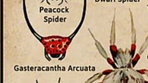 Types Of Spiders - Macracantha arcuata