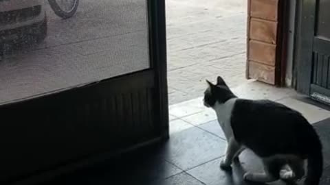 Fearless Feline Shows Dog Who's Boss