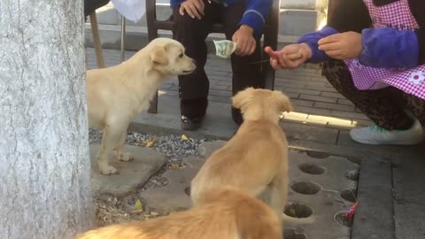 Dog pays for it's own food viral video