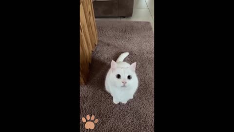 Cute funny pussy cat 2021