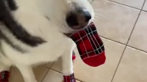 NEVER PUT SOCKS ON A HUSKY!!!