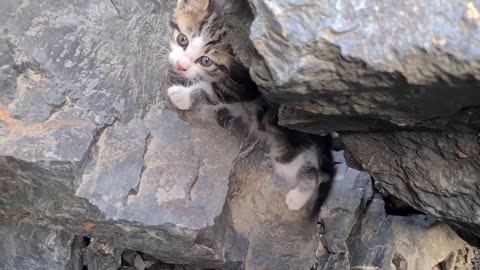 Poor mother cat hiding in the cliffs to protect her Kittens.