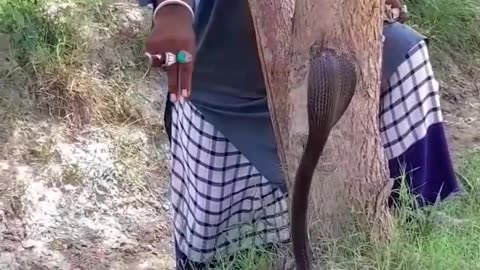 King Cobra snake