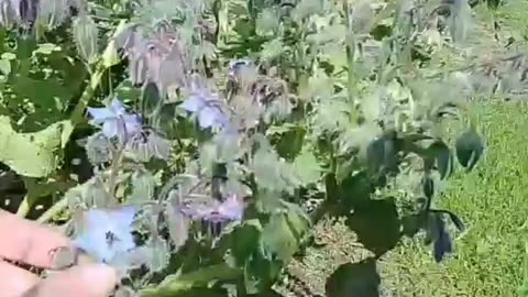 Foraging mulberries and borago