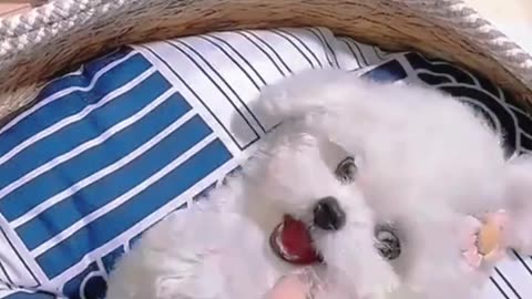 cute puppies funny moment cute overload