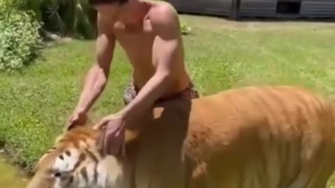 Relaxing with a Roaring Friend: Massaging a Tiger's Head