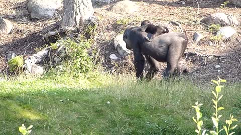 Gorillahonan Babule med nyfödd Elroi på ryggen. Gorilla female Babule with her baby Elroi.