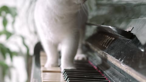 A Cat Walking Over The Piano Keyboard