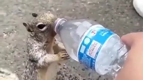 Give water to animals in summer