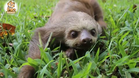 Cheeky sloth crawling on the grass - see how far he goes!!