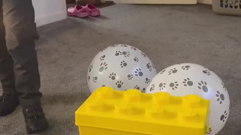 Little lad receives the best surprise of all on his6th birthday (brand new best friend!)