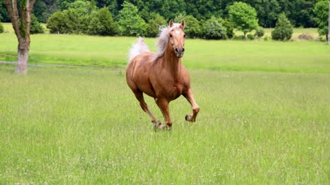 3 MINUTES of BEAUTIFUL PALOMINO HORSES