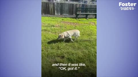 Dog Who Was Feral Her Whole Life Finally Goes For Her First Walk _ The Dodo Foster Diaries