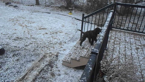 Cocoa in the snow with her jug