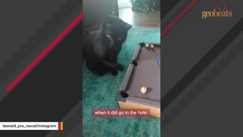 Dog person brings home a cat and discovers the DOG actually smart