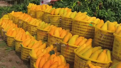 Mangoes of china 3