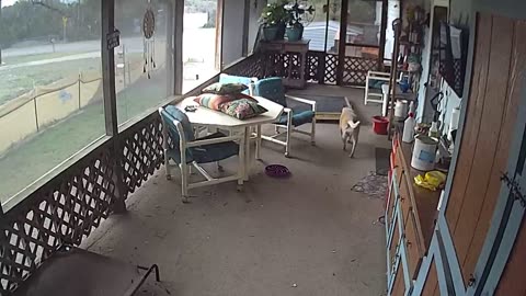 Security Camera Captures Puppy's Bad Day