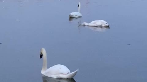 Swans on Lake Ontario