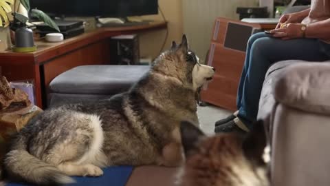 Husky Arguing With My Mum! He Doesn't Want to Share!