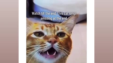 "Incredible Cat Sings Like a Superstar! 🎤🐱