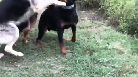 German Shepherd vs Rottweiler dogfight